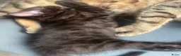 Bengal cats for sale: Beautiful kittens  - Advert 7