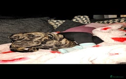 Mixed Breed dogs for sale: Our beautiful pooch - Image 1