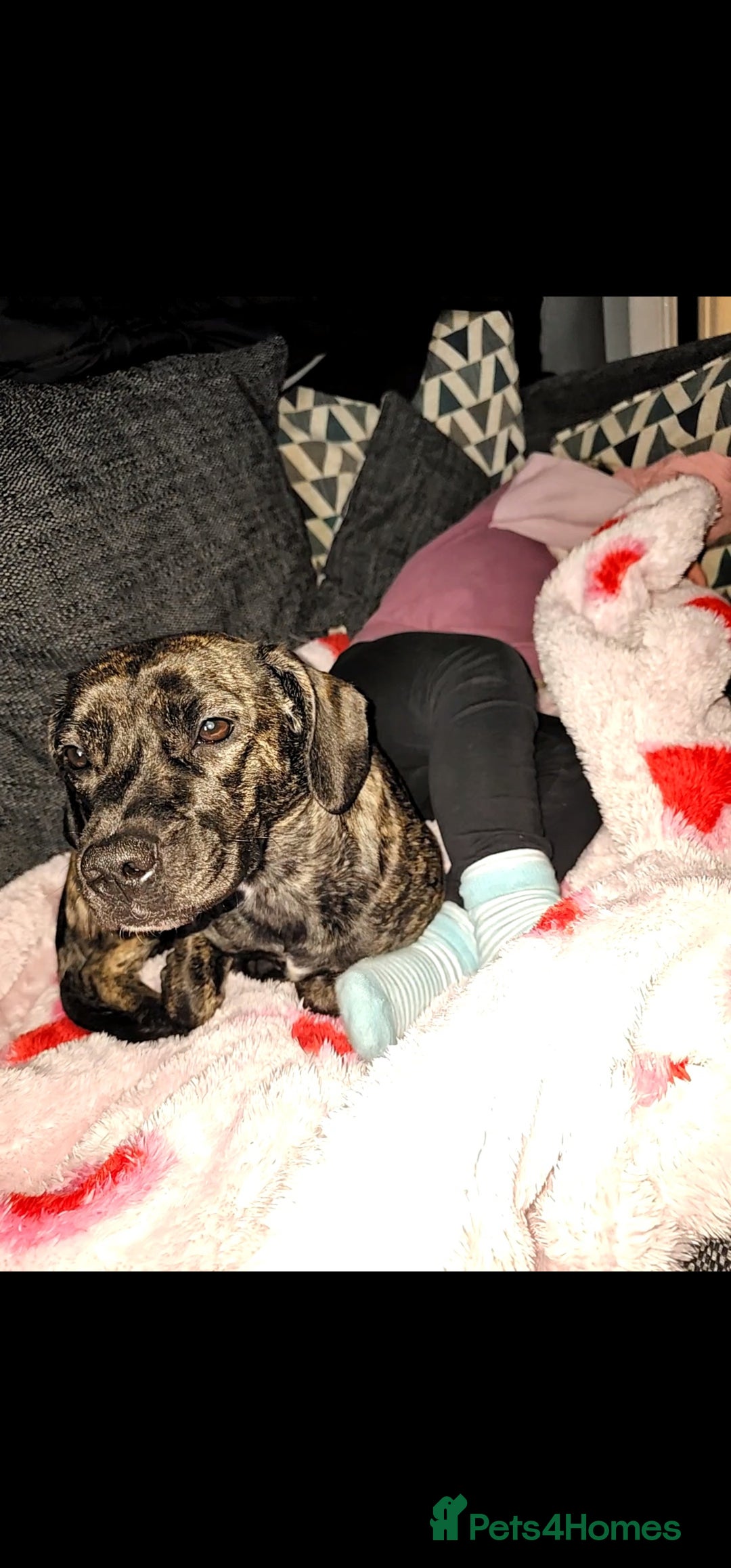 Mixed Breed dogs for sale: Our beautiful pooch - Image 1