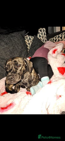 Mixed Breed dogs - Advert 16