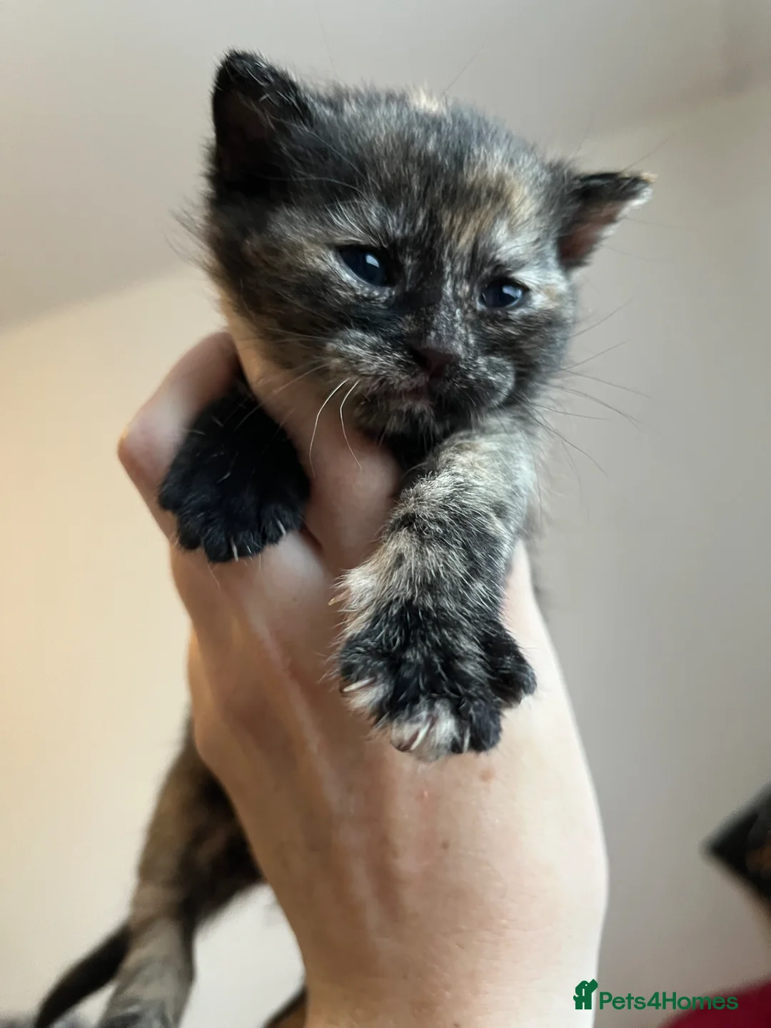 British Shorthair cats for sale: Beautiful litter of kittens  in Sittingbourne - Advert 2