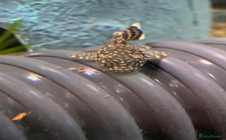 Plecos fish - Advert 1