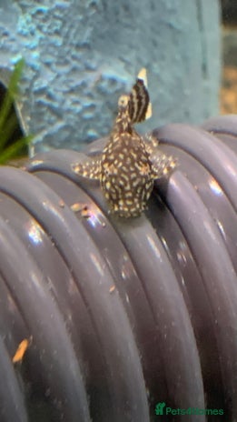 Plecos fish - Advert 1