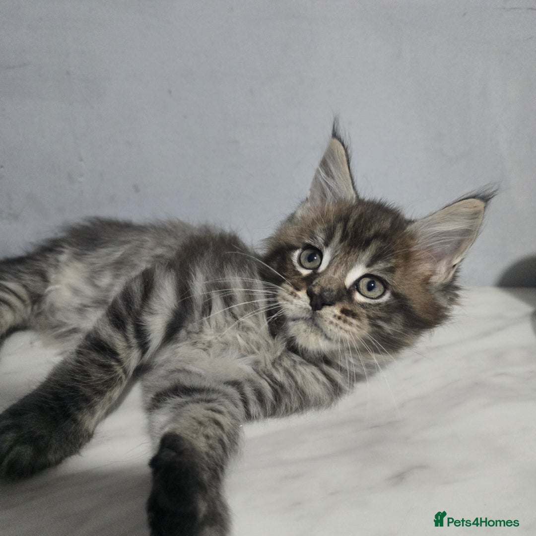 Maine Coon cats for sale: Mainecoon kittens tica registered  - Advert 15
