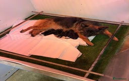 German Shepherd dogs for sale: Stunning German Shepherd Long hair puppies 🥰🔥 - Image 14