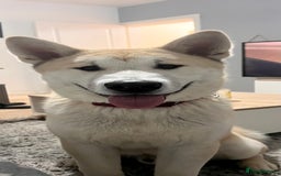 Mixed Breed dogs for sale: Rocket - Image 1