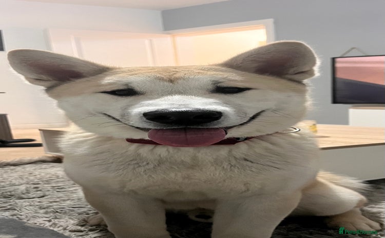 Mixed Breed dogs - Advert 1