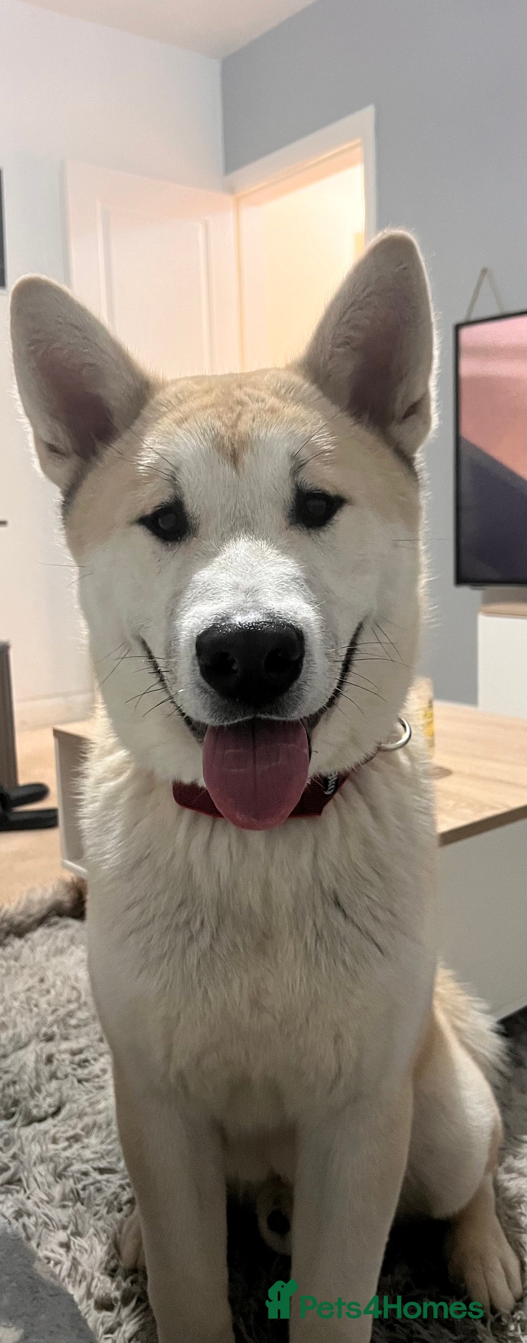 Mixed Breed dogs for sale: Rocket - Image 1