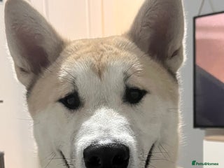 Mixed Breed dogs for sale - Advert 1