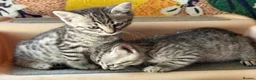 Bengal cats for sale: Bengal beautiful  - Advert 13