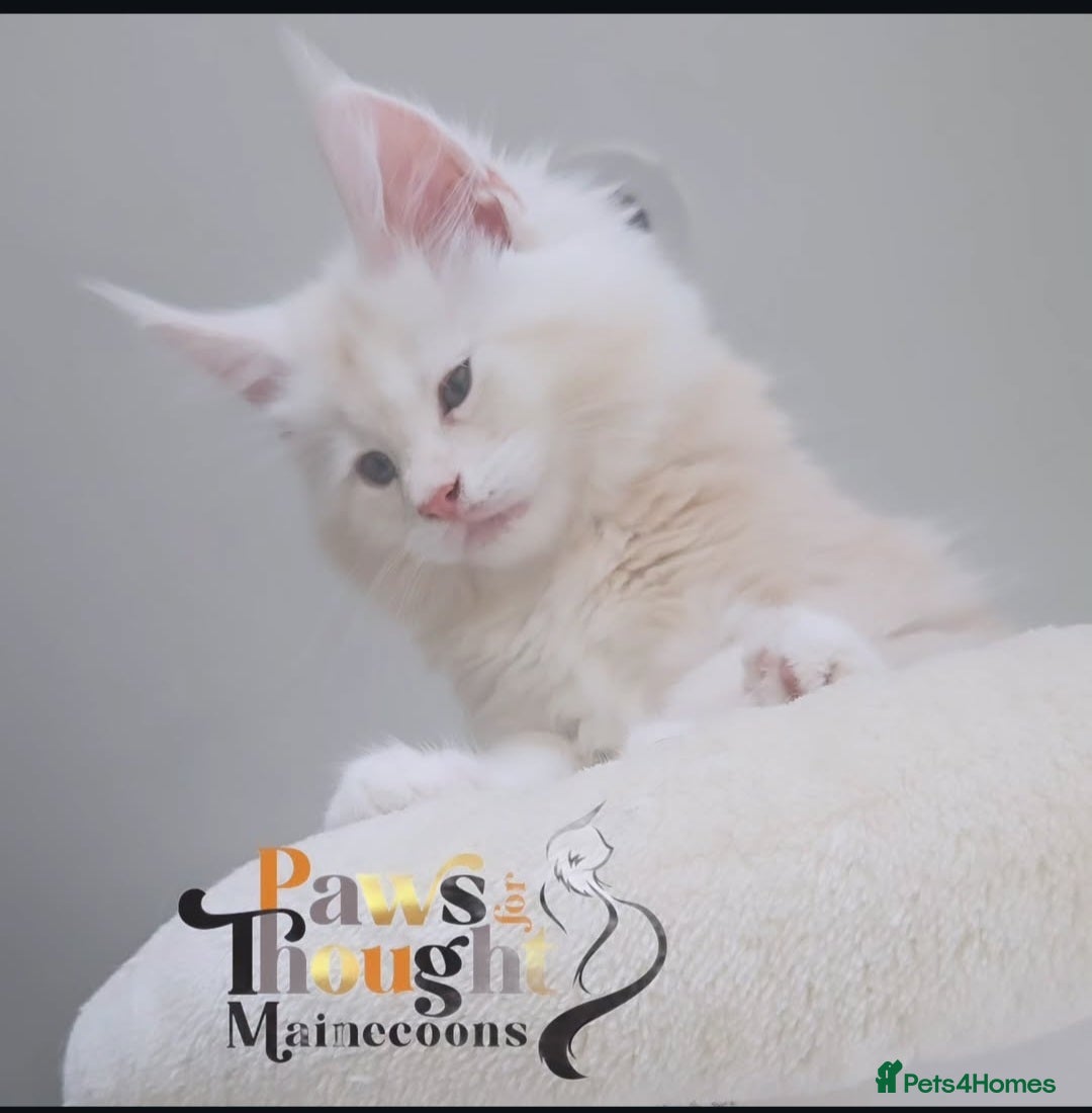 Maine Coon cats for sale: Stunning quality silver Tica Mainecoon kittens  - Advert 36