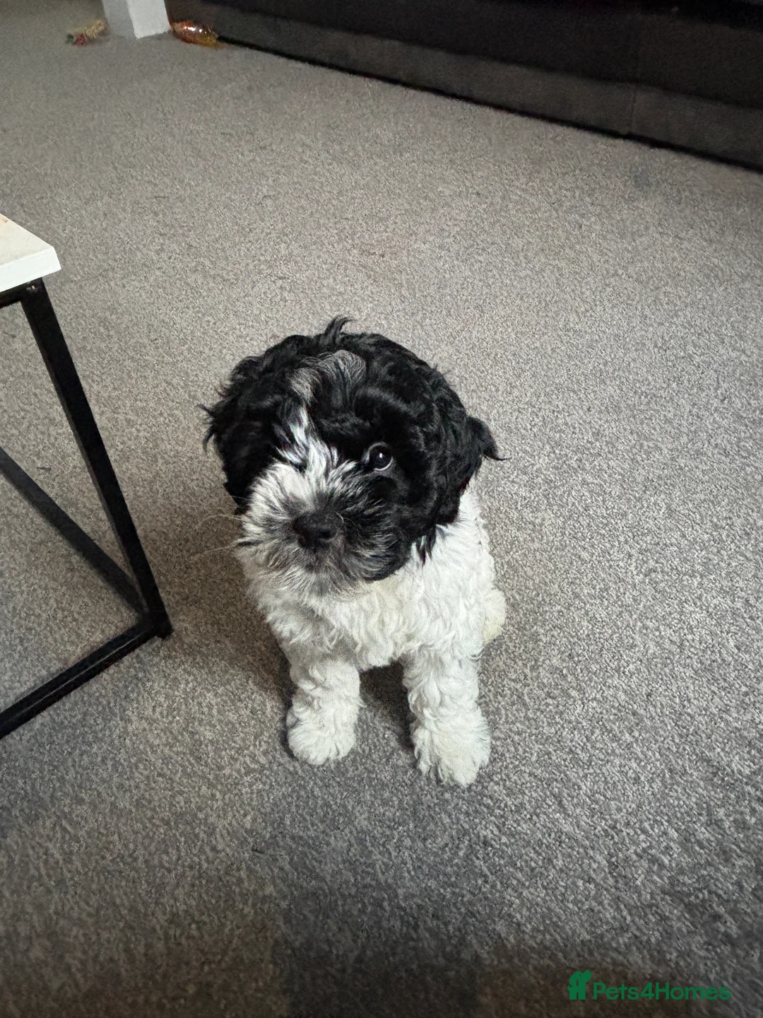 Mixed Breed dogs for sale: Puppy for sale - mixed breed - Advert 2