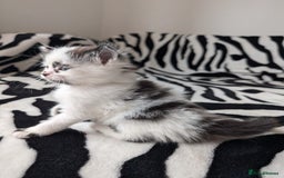 Mixed Breed cats for sale: Kittens  - Image 1