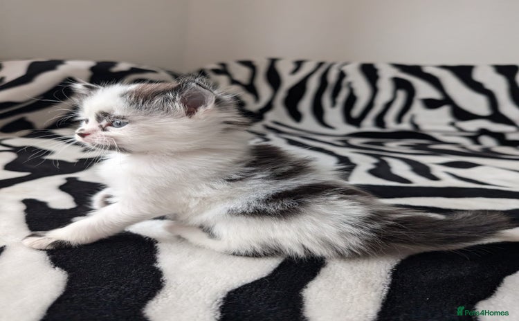 Mixed Breed cats - Advert 7