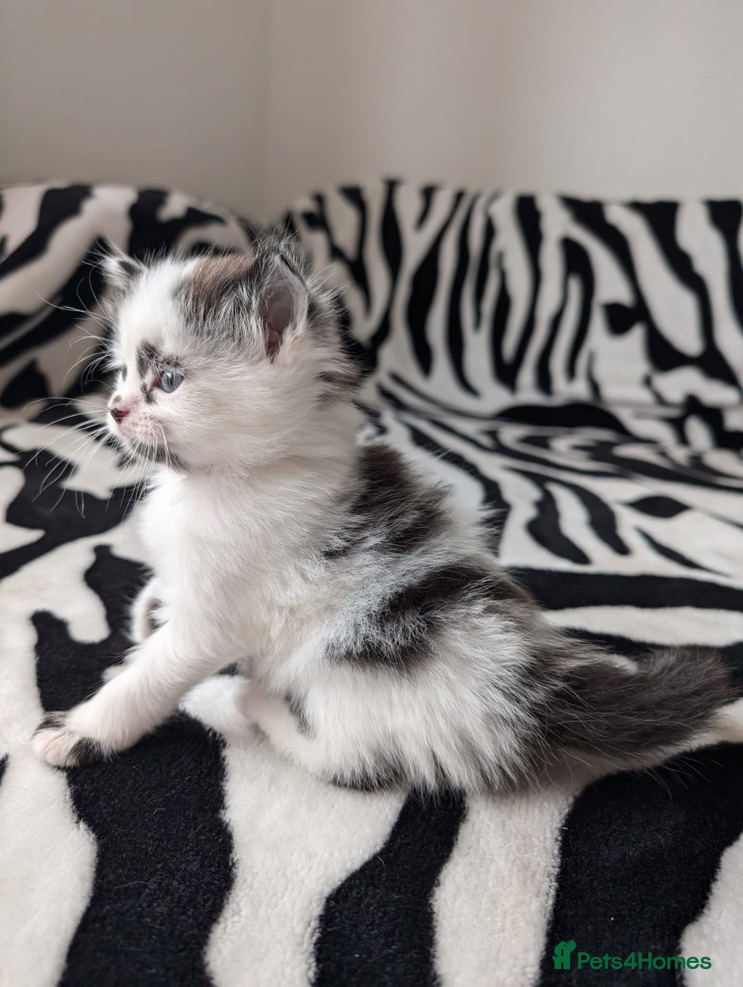 Mixed Breed cats for sale: Kittens  - Image 1