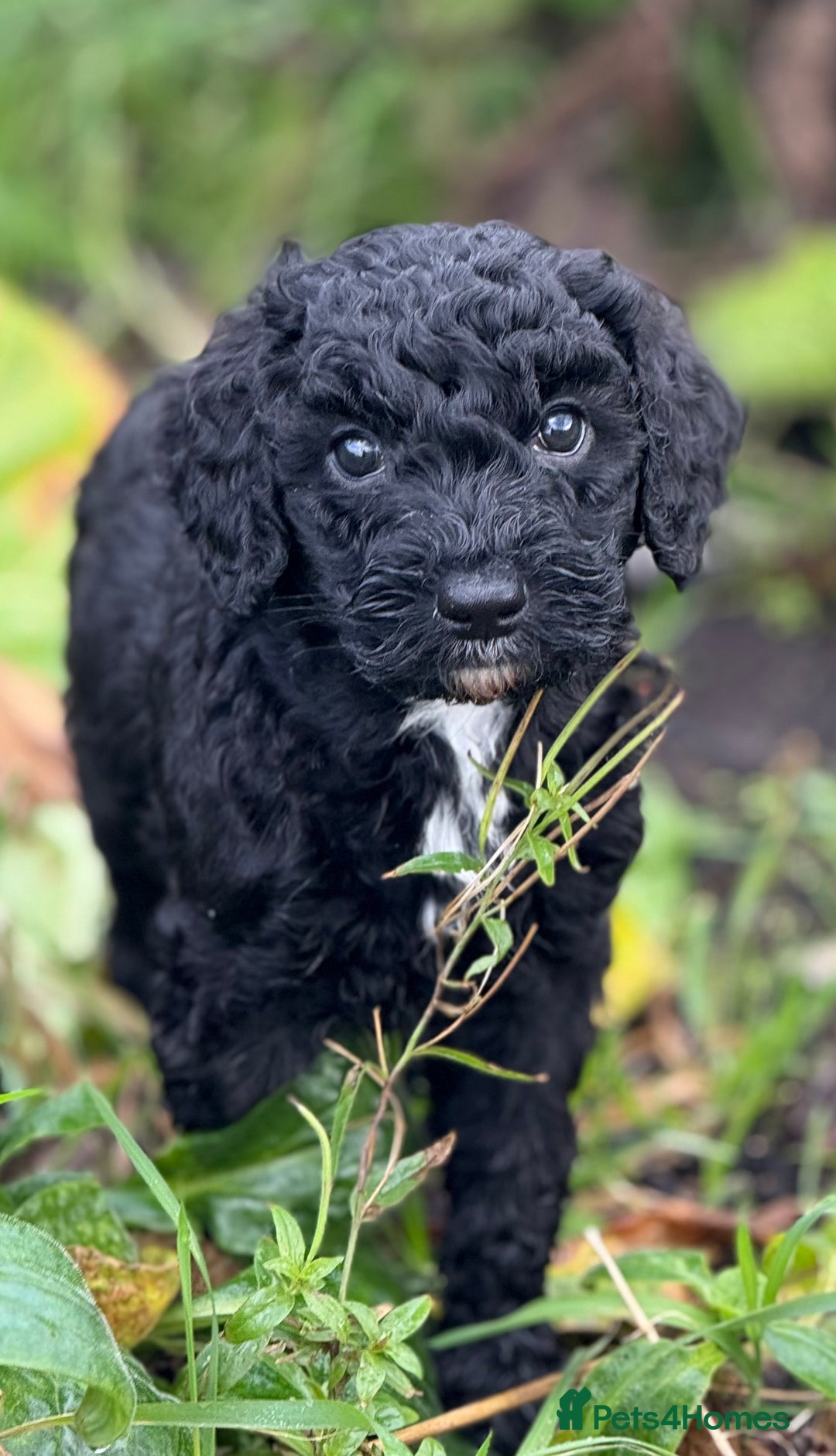 Mixed Breed dogs for sale: 🐾F3 Irish X Australian Labradoodle Puppies  - Advert 25