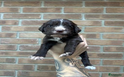 Cocker Spaniel dogs for sale: KC REGISTERED COCKER SPANIELS - Image 14