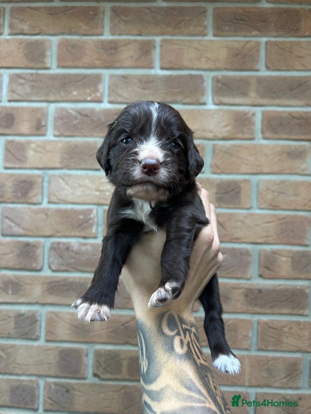 Cocker Spaniel dogs for sale: KC REGISTERED COCKER SPANIELS - Image 14