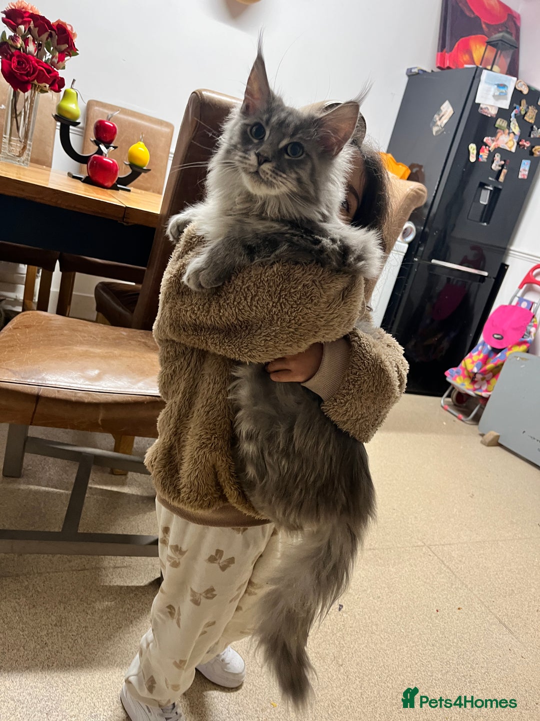 Maine Coon cats for sale: 2 boys (PET ONLY) - Advert 4