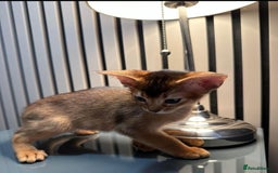Abyssinian cats for sale: Pure Abyssinian kittens 💝 - Image 24