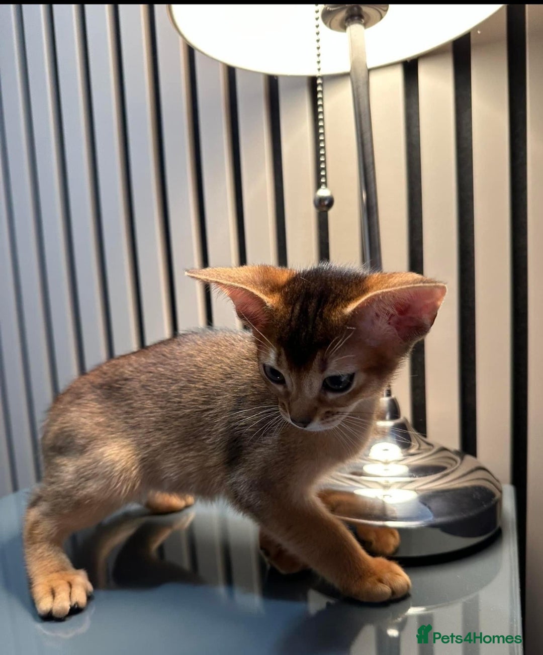 Abyssinian cats for sale: Pure Abyssinian kittens 💝 - Image 24