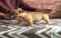 English Bull Terrier dogs for sale: Kcregd English bull terrier puppies  - Image 6