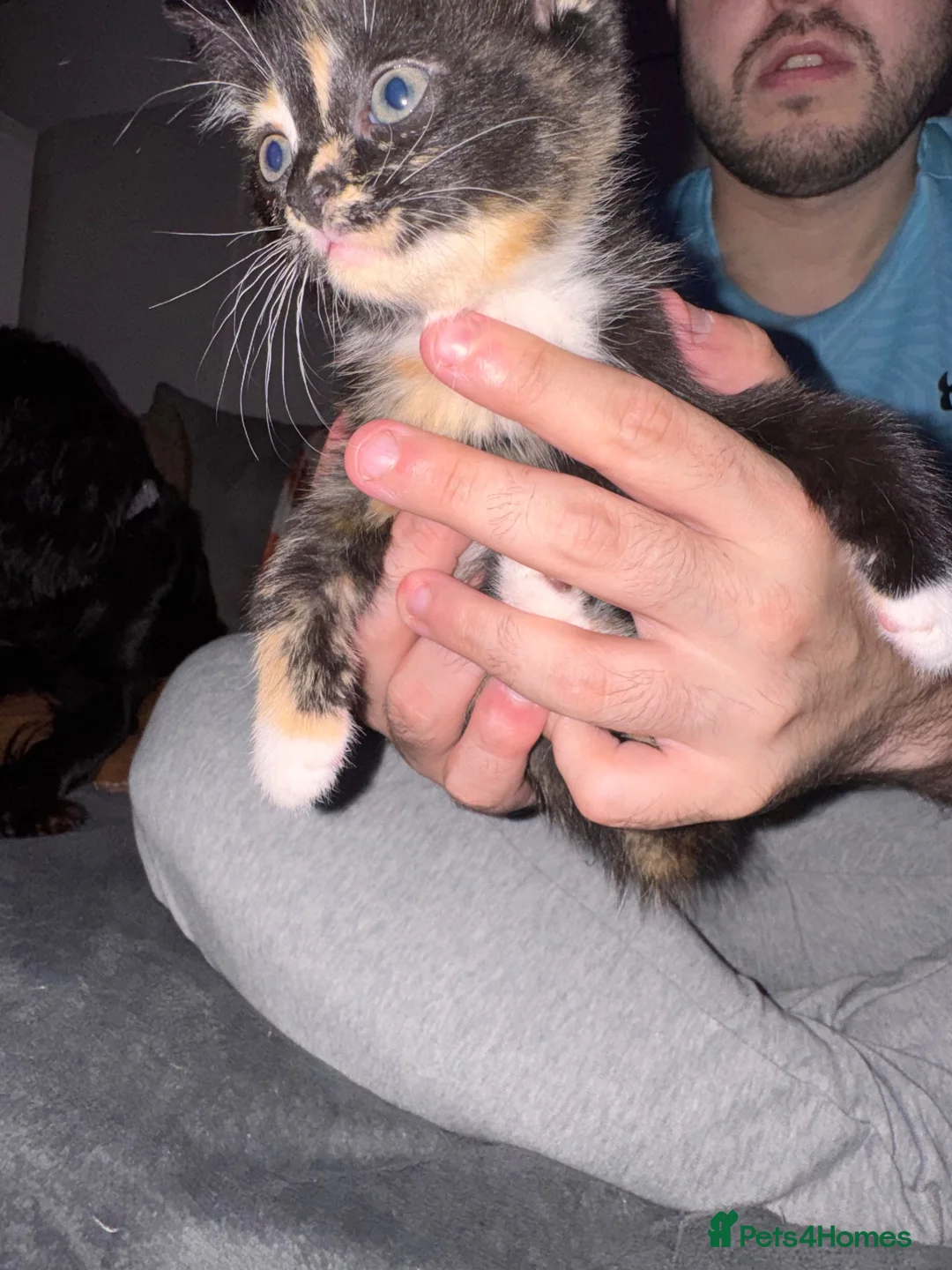 Mixed Breed cats for sale: 3 x mixed breed kittens  - Advert 16