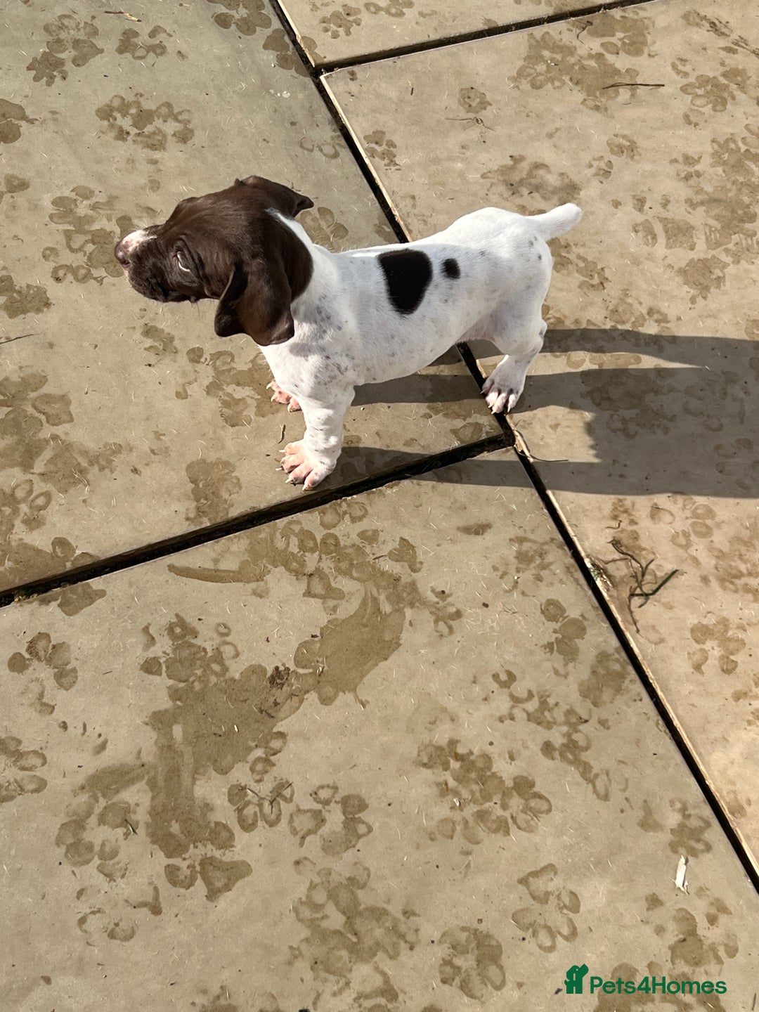 German Shorthaired Pointer dogs for sale: Working GSP puppy’s  - Image 15