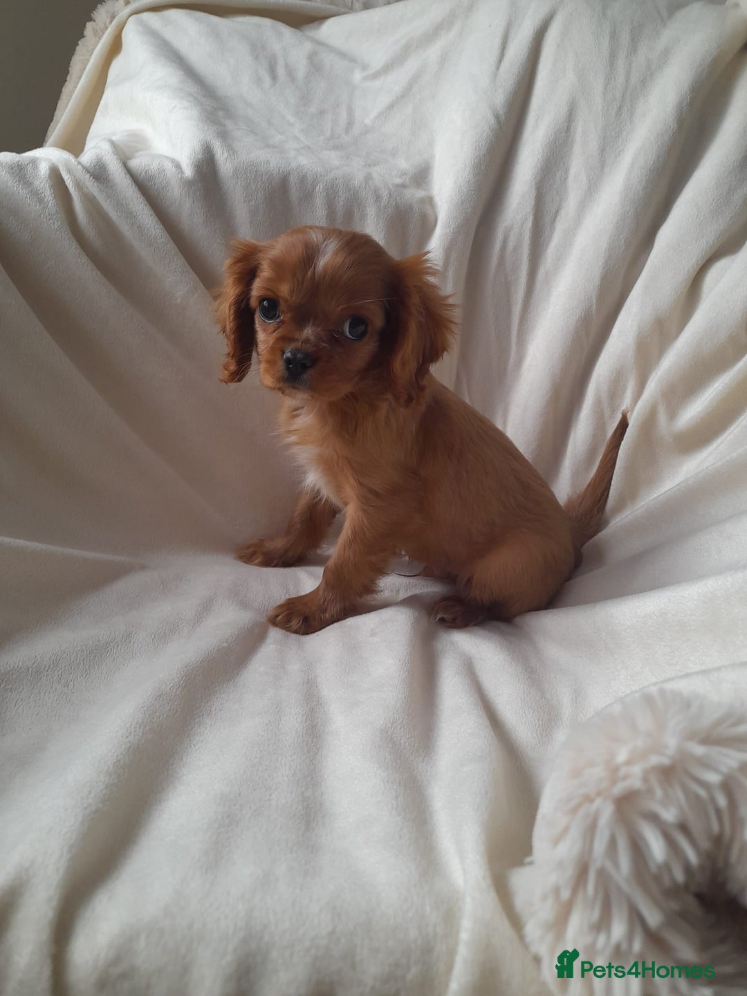 Cavalier King Charles Spaniel dogs for sale: King charles cavalier Pups - Advert 6