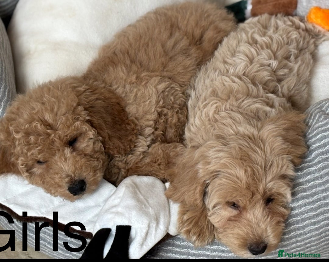 Cockapoo dogs for sale: Beautiful Cockapoo pups looking for forever homes in Treharris - Image 2