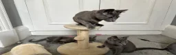 Russian Blue cats for sale: Russian Blue Kittens  - Advert 9