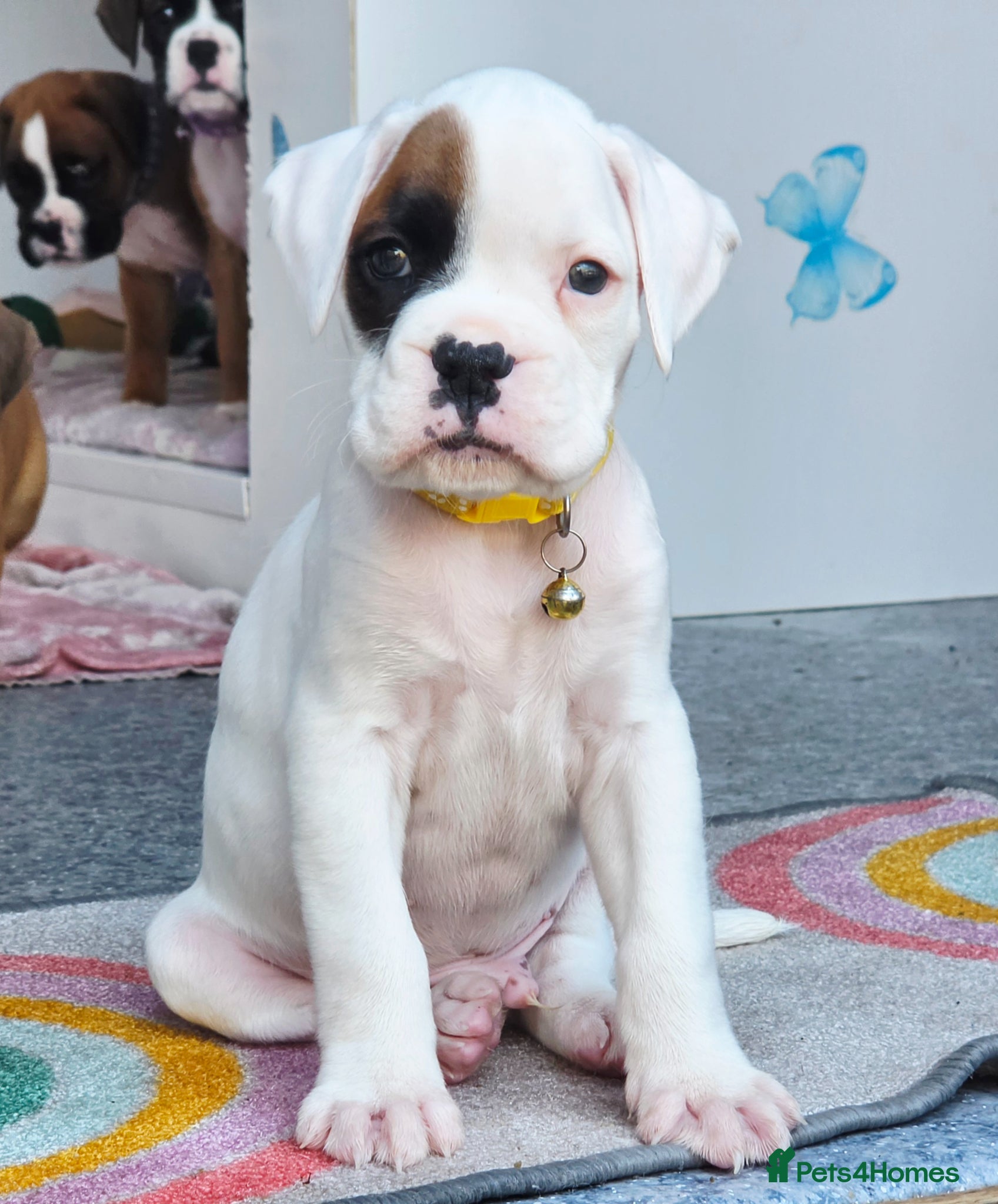 Boxer dogs Quality Beautiful White KC Reg Boxer Puppies - Advert 5
