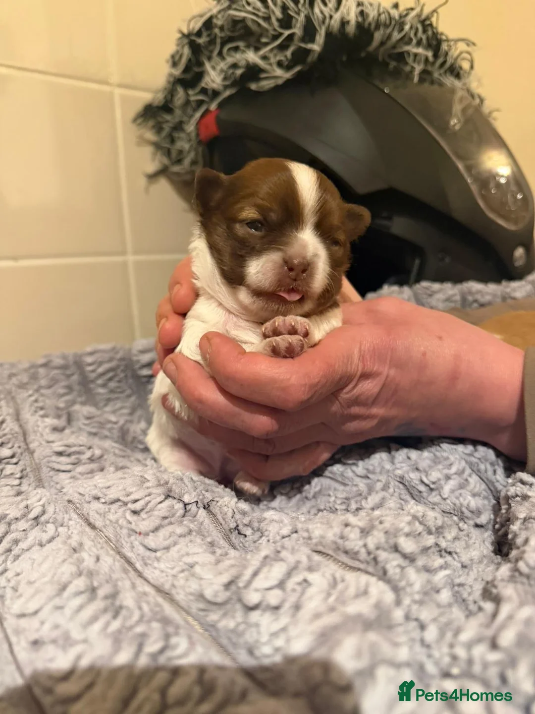 Chihuahua dogs for sale: Chihuahua pups  in Rickmansworth - Advert 11