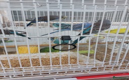 Budgerigars birds for sale: Budgies for sale  - Image 19