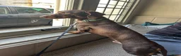 Miniature Dachshund dogs for stud: Chocolate dachshund for stud  in Somerton - Advert 2