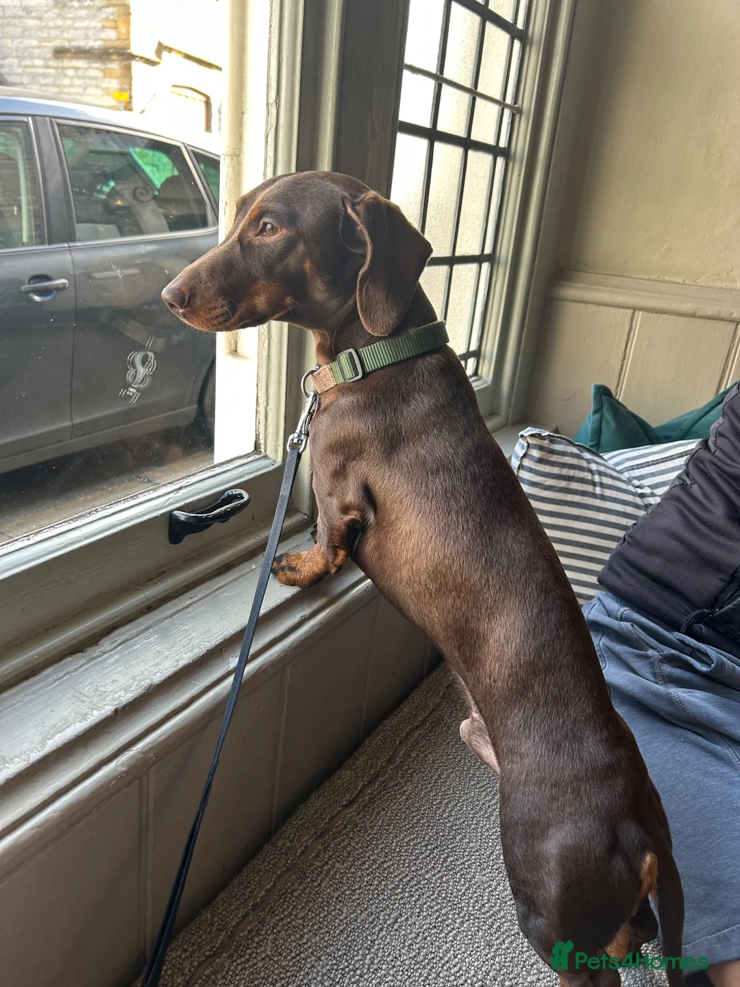 Miniature Dachshund dogs for stud: Chocolate dachshund for stud  in Somerton - Advert 2