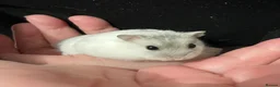 Hamster rodents for sale: Baby Winter White Russian hamsters (pure bred). - Advert 8