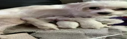 Bichon Frise dogs for sale: 4 Bichon Frisé puppies looking for their new home - Advert 24