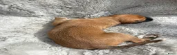 Lurcher dogs for sale: Lurcher puppies  - Advert 15