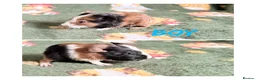 Guinea Pig rodents for sale: Beautiful Guniea pigs for sale Girls & Boys  - Advert 3