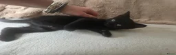 Burmese cats for sale: Burmese x kittens  - Advert 3