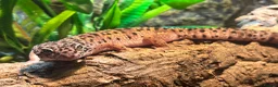 Leopard Gecko reptiles for sale: Rehoming Leopard Gecko - Advert 5