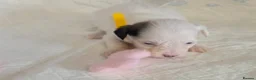 Chinese Crested dogs for sale: Pure Chinese Crested Puppies - Advert 6