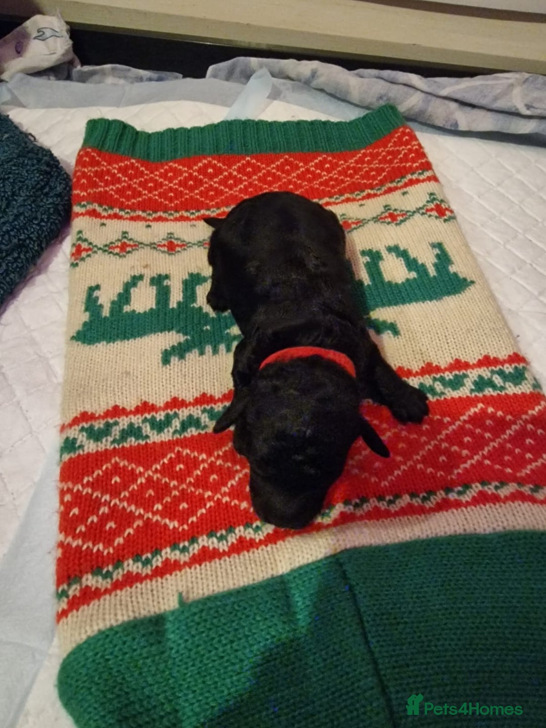 Cockapoo dogs for sale: COCKAPOO F3BB - Advert 2