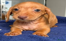 Miniature Dachshund dogs for sale: gorgeous litter of kaninchen mini dachshunds - Image 4