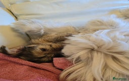 Shorkie dogs for sale: Shihtzu/ Maltese/ Yorkshire Terrier Puppies - Image 9