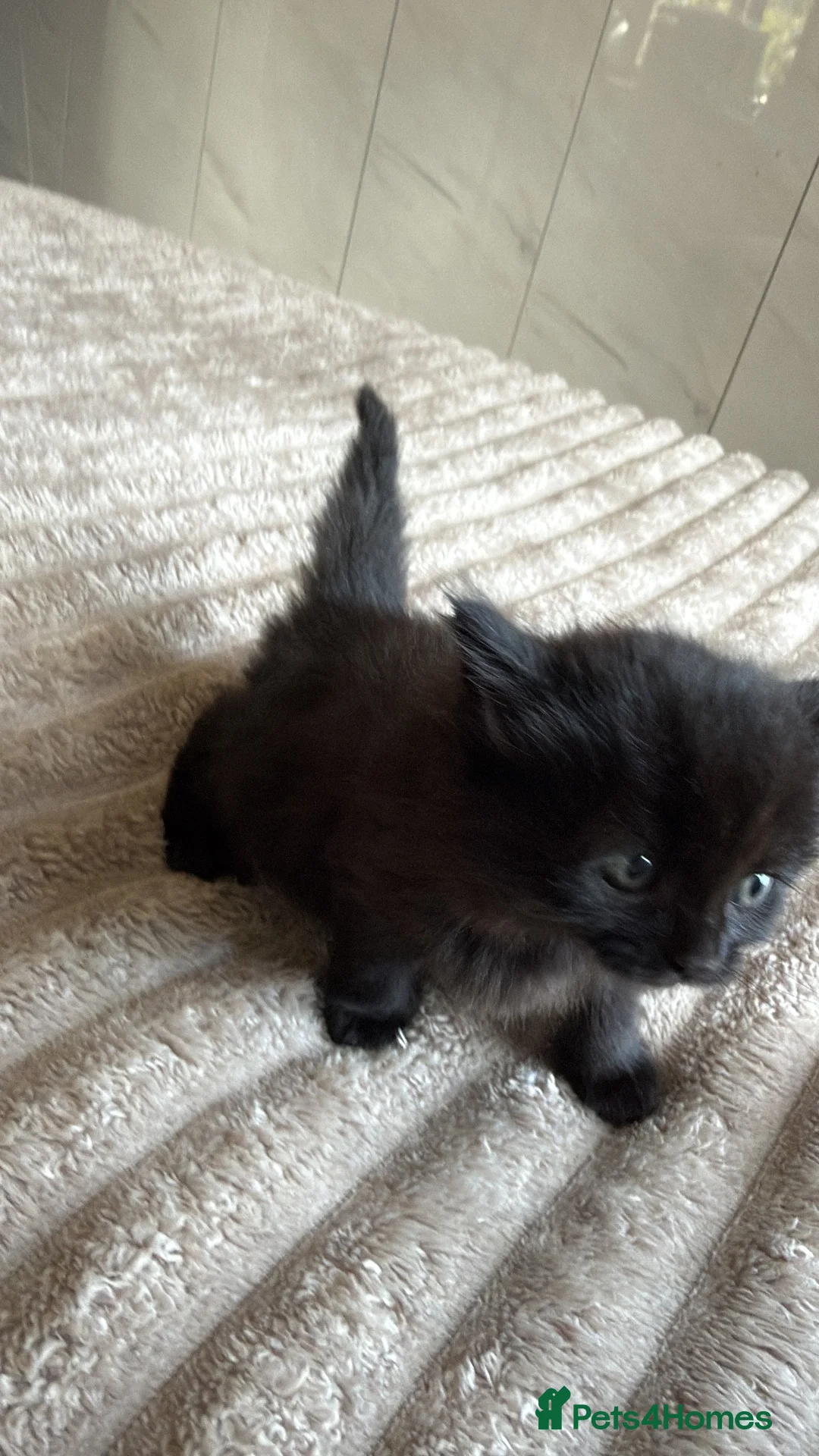 Mixed Breed cats for sale: kitten - Advert 2