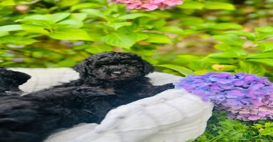 Cavapoo dogs - Advert 7