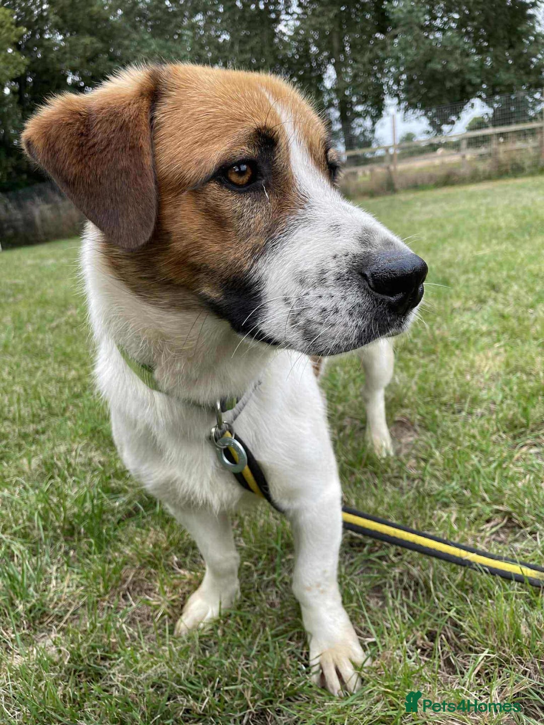 Basset Hound dogs for adoption: Diego - Badersfield Norfolk  - Image 14