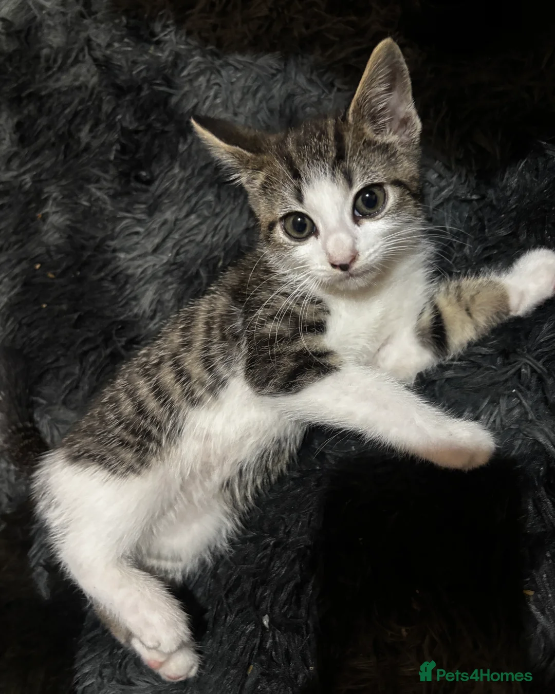 Mixed Breed cats for sale: kittens for sale  - Advert 2